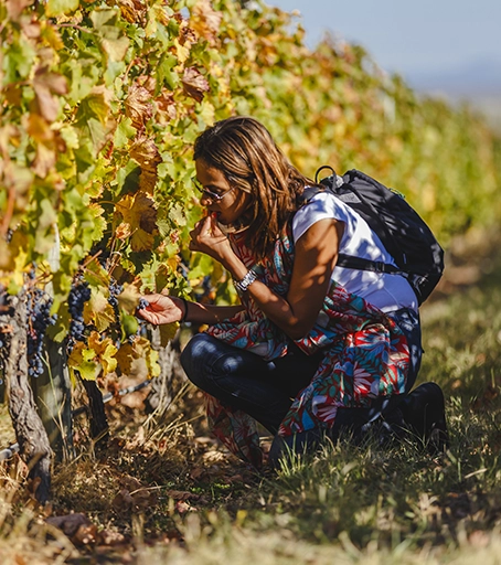 Formation sommellerie diplômante
